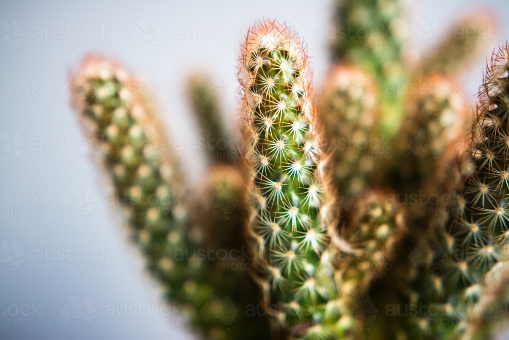 Potted cactus succulent plant - Australian Stock Image