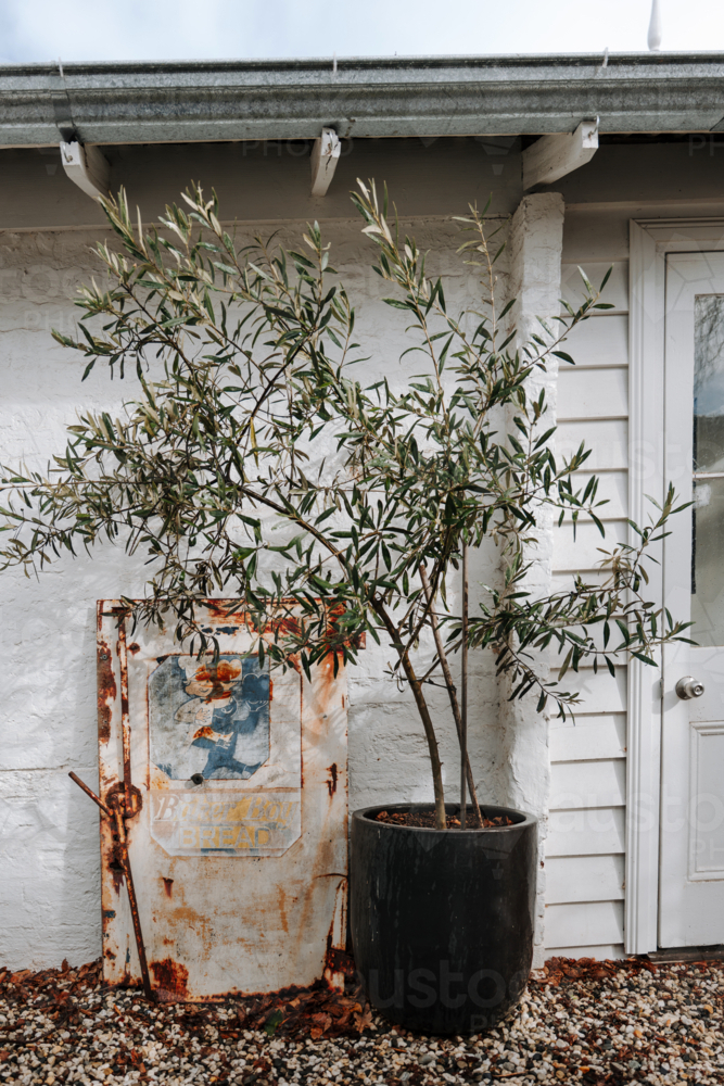 Potted olive tree beside rustic wall and metal sign - Australian Stock Image