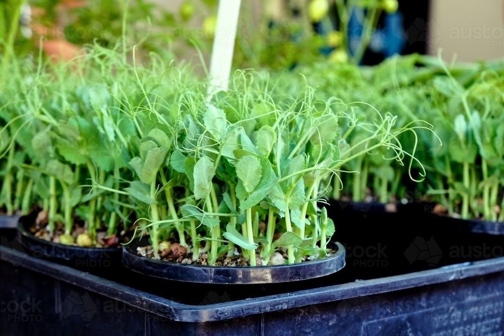 potted pea shoots for sale at a market - Australian Stock Image