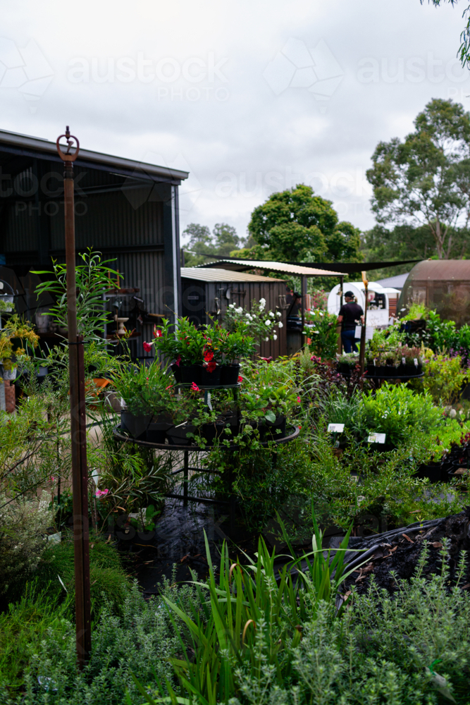 Image of potted plants for sale at nursery garden at small Aussie ...