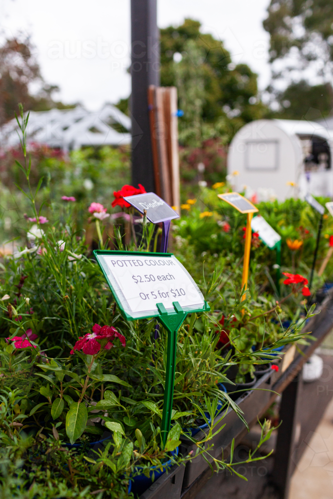Image of potted plants for sale at nursery garden small Aussie business ...