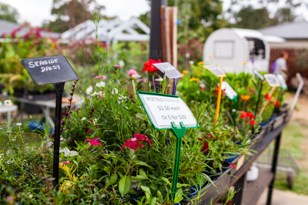 Image of potted plants for sale at nursery garden small Aussie business ...