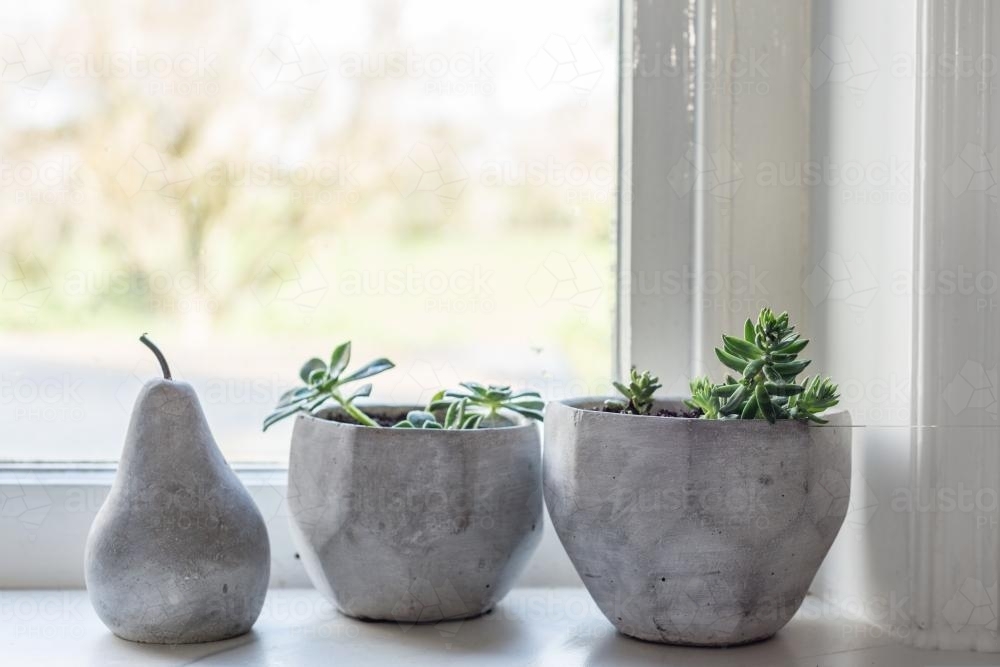 Potted succulents on the windowsill - Australian Stock Image