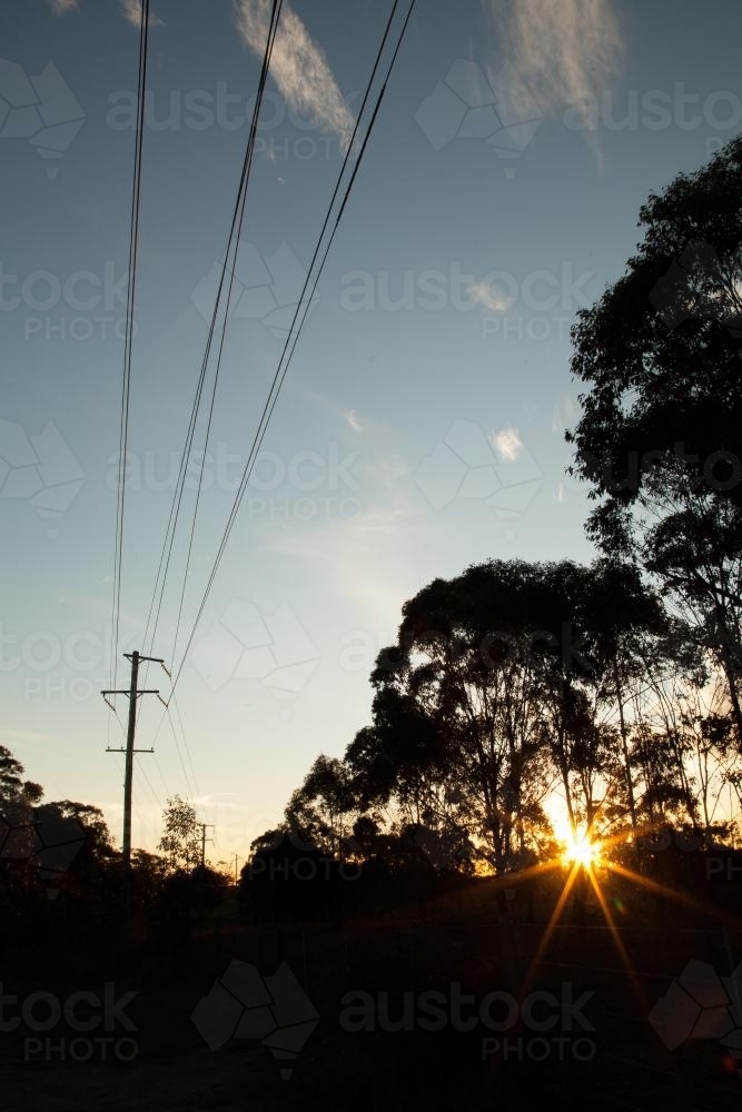 Power poles and lines as rays of setting sun shine through trees - Australian Stock Image