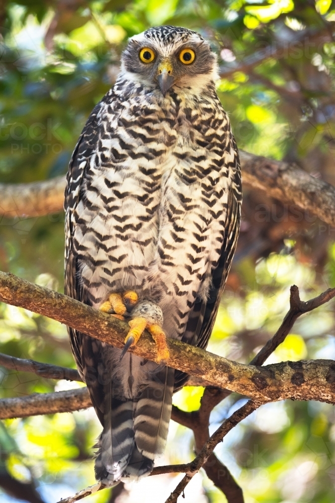 Image of Powerful Owl looking at the camera Austockphoto
