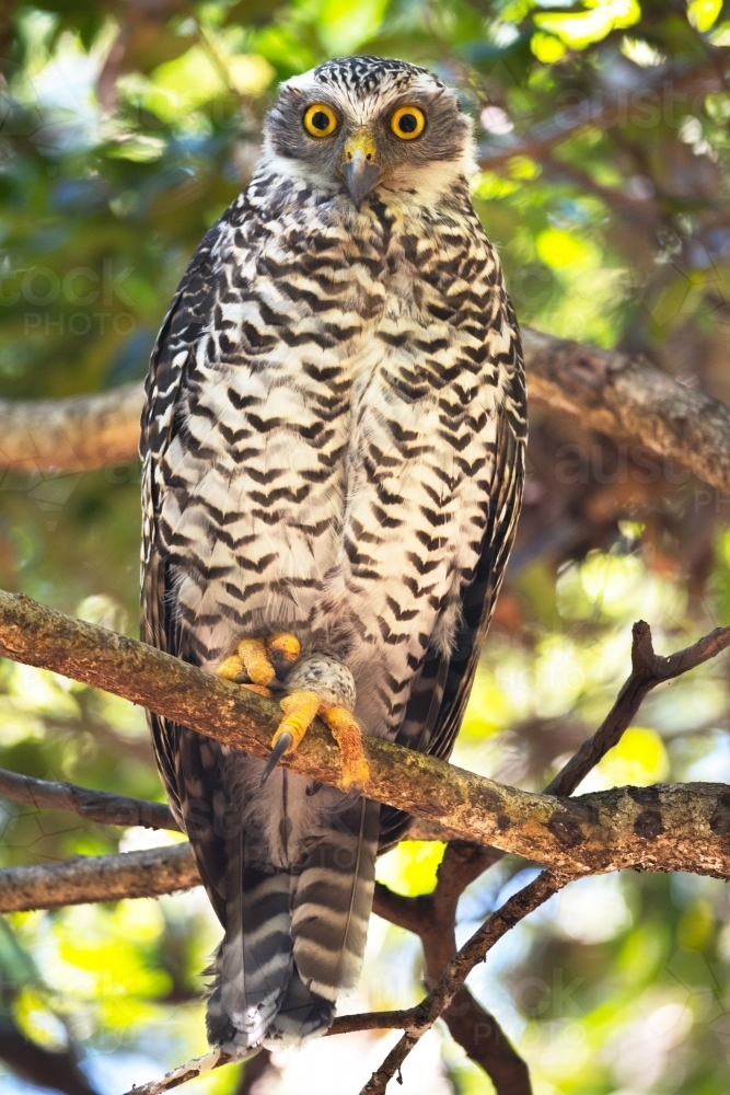 Powerful Owl perched on a tree branch - Australian Stock Image
