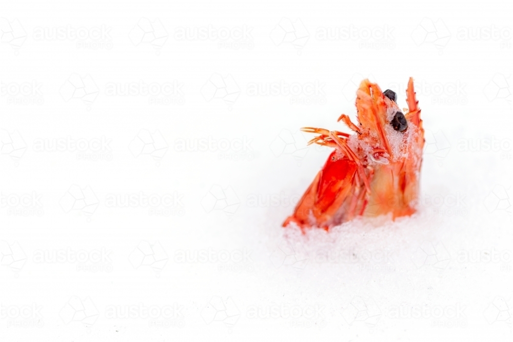 Prawn buried in snow - Australian Stock Image