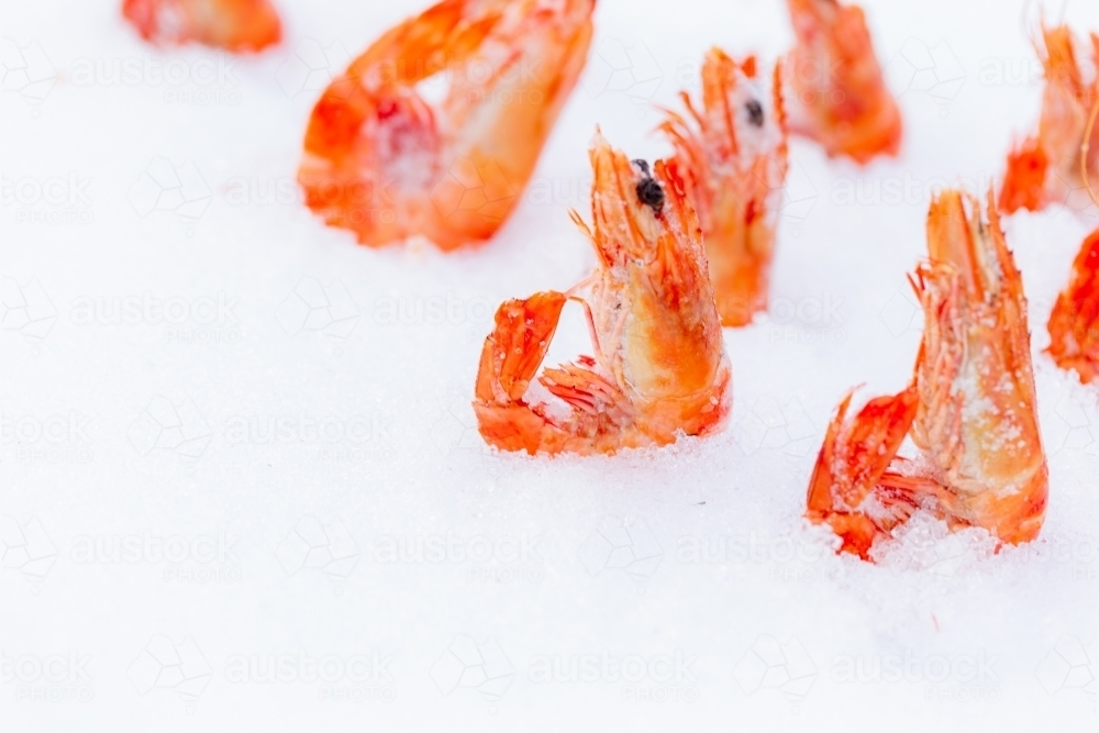 Prawns buried in snow - Australian Stock Image