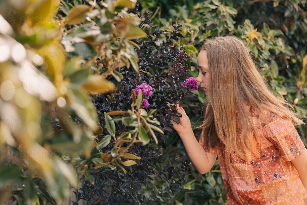 Pre-teen girl smelling crepe myrtle flower in country garden - Australian Stock Image