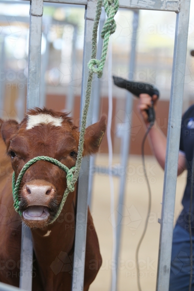 Preparing a cow for the show ring - Australian Stock Image