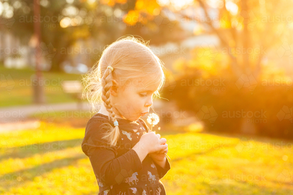 Preschooler child blowing fluffy dandelion seed head in hazy golden light at park - Australian Stock Image