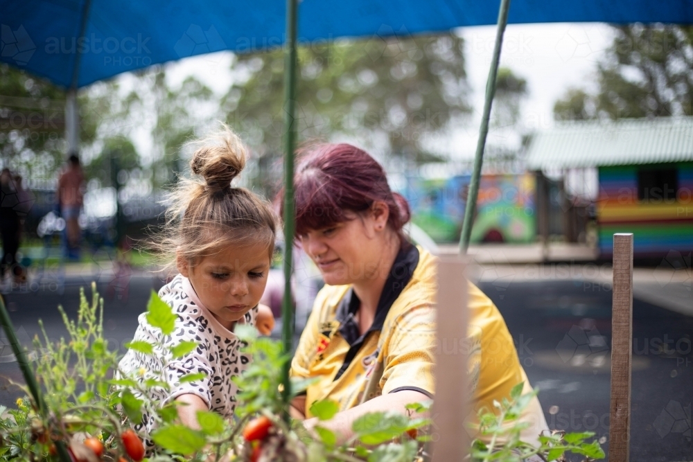 Preschooler child with her educator picking cherry tomatoes at the kitchen garden - Australian Stock Image
