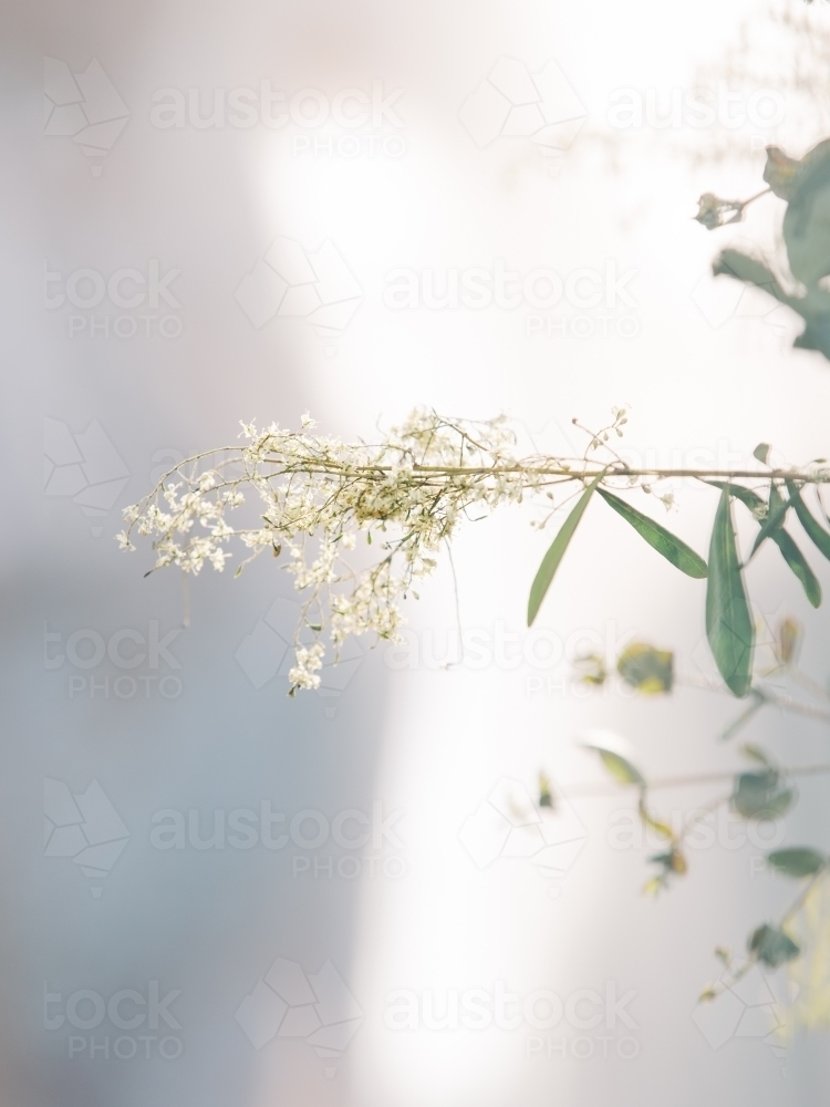 Pretty and dainty backlit white flowers - Australian Stock Image