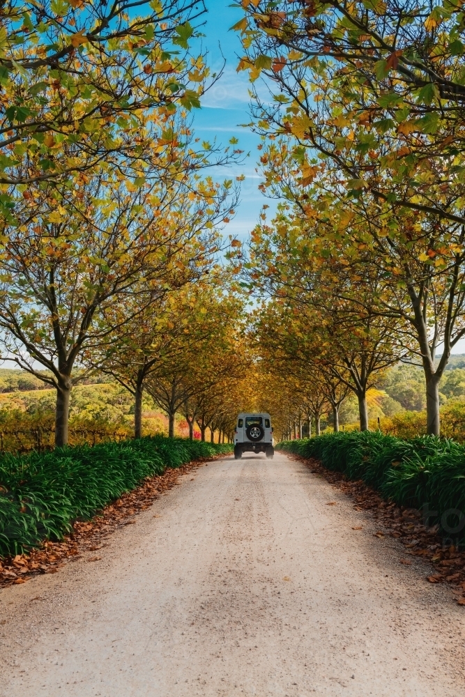 pretty autumn scene, driveway under orange leaves - Australian Stock Image