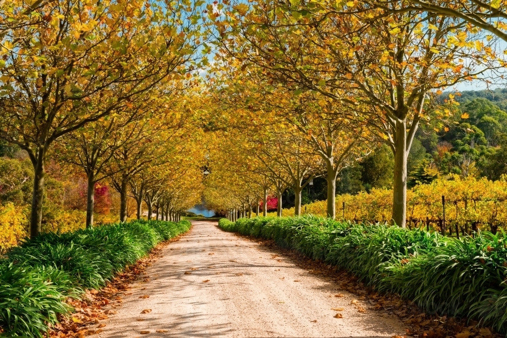 pretty autumn scene, driveway under orange leaves - Australian Stock Image