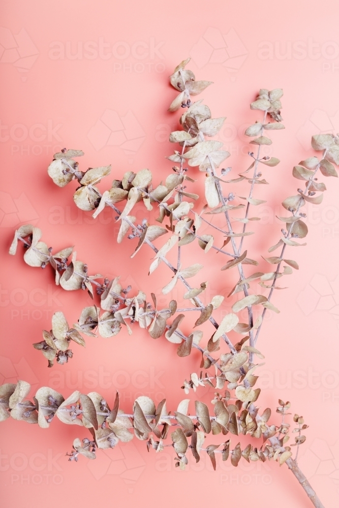 Pretty coral pink background with dried eucalyptus branch - Australian Stock Image