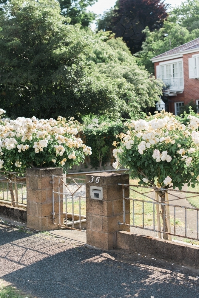 Pretty English-looking front garden and fence - Australian Stock Image