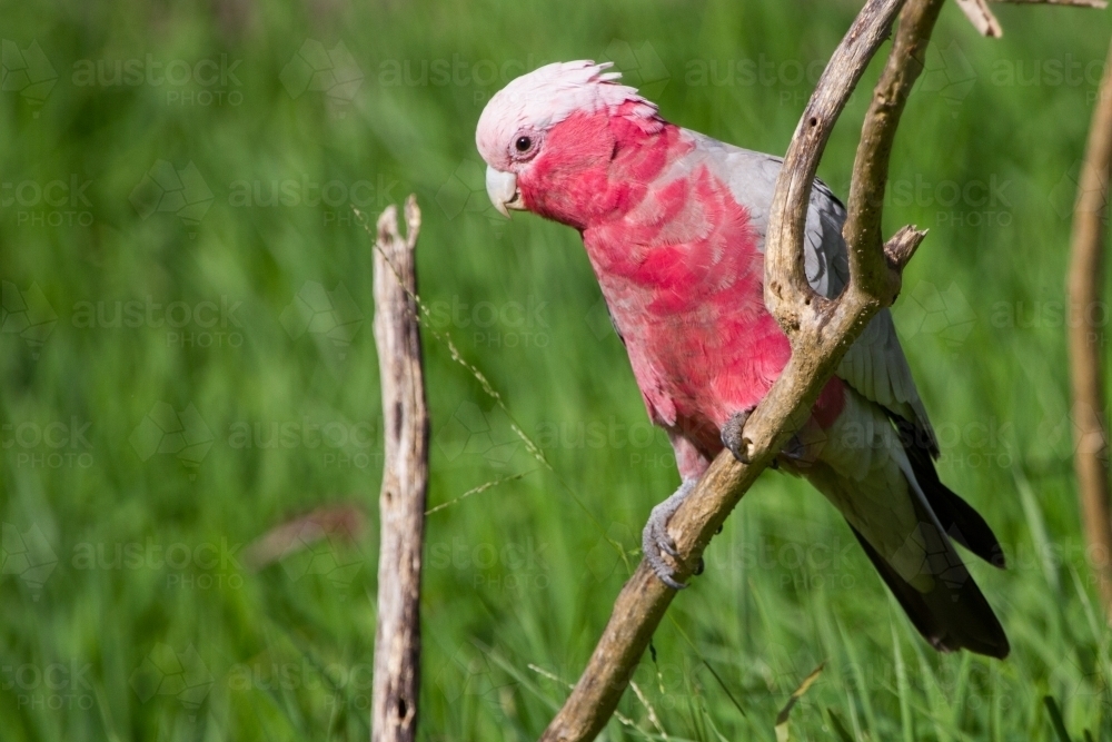 Pretty Galah Sitting on a Branch - Australian Stock Image
