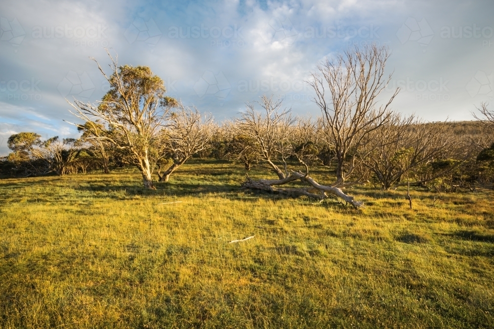 Pretty grassy landscape background near Thredbo, NSW - Australian Stock Image