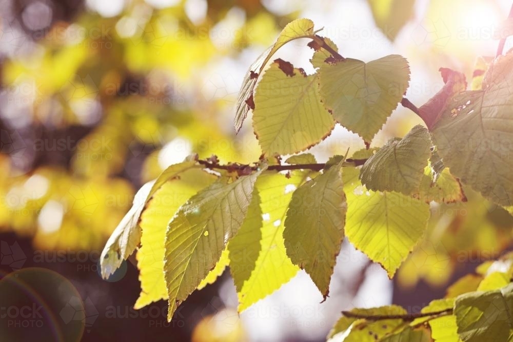 Pretty green autumn leaves with sun flare and bokeh behind - Australian Stock Image