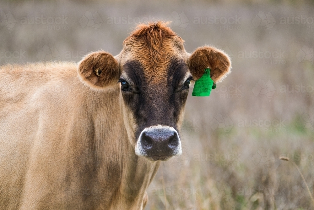 Pretty jersey cow in the long grass faces the camera. - Australian Stock Image