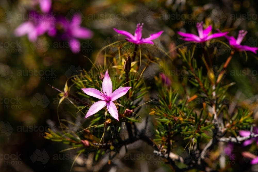 Pretty pink coastal wildflowers - Australian Stock Image