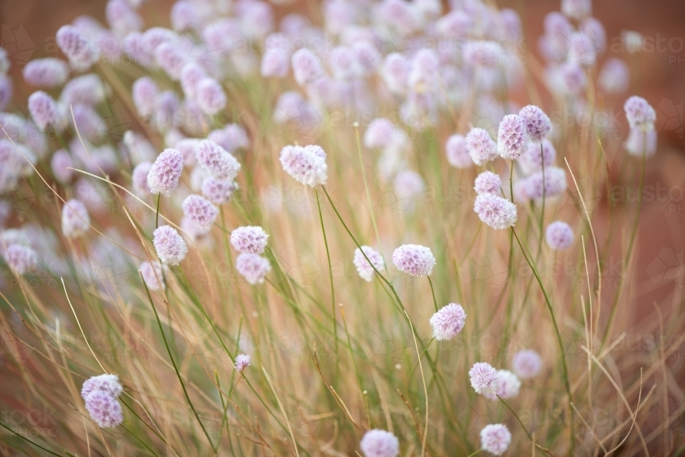 Pretty purple outback wildflowers - Australian Stock Image