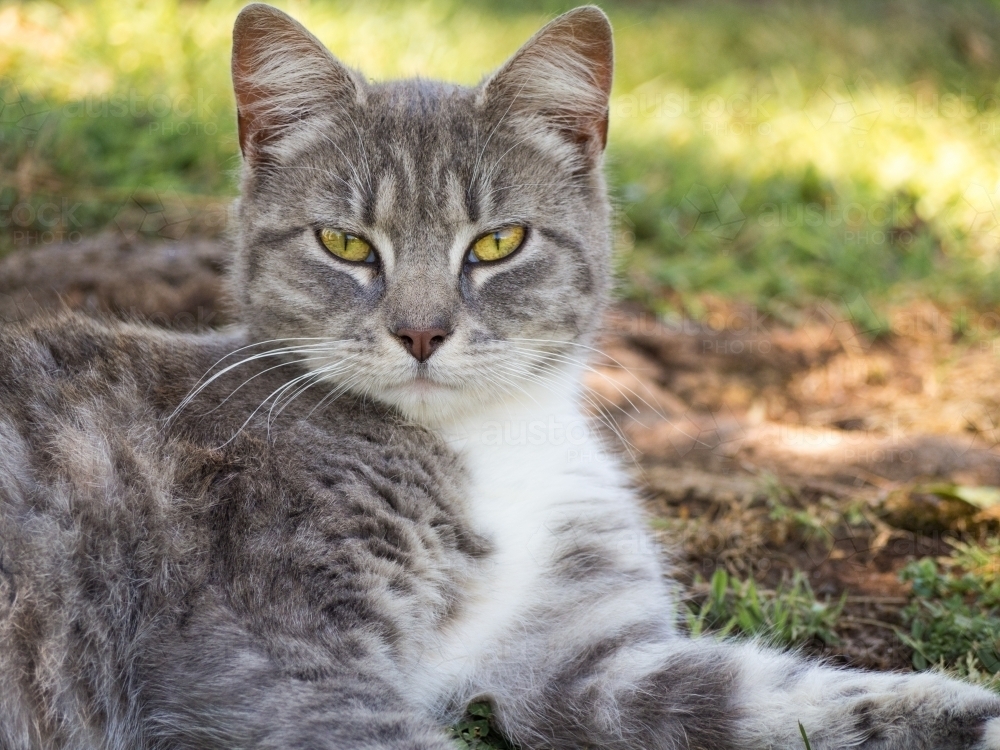 Pretty tabby cat reclining in garden with sparkling green eyes - Australian Stock Image
