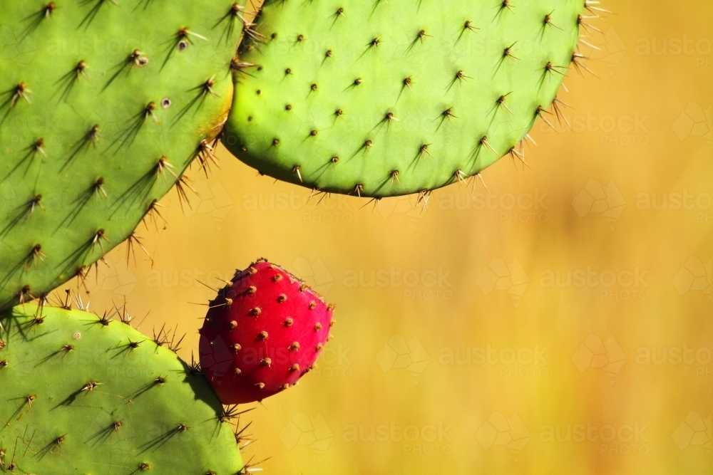 Prickly pear cactus (Genus Opuntia) about to flower - Australian Stock Image
