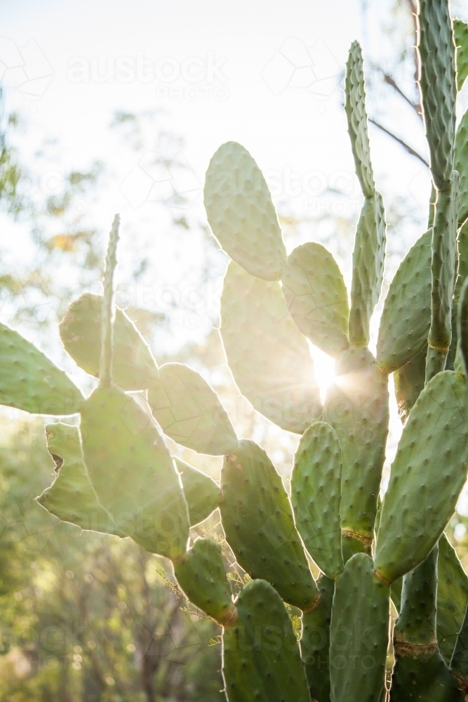 Prickly pear cactus plants with sunlight shining through them - Australian Stock Image