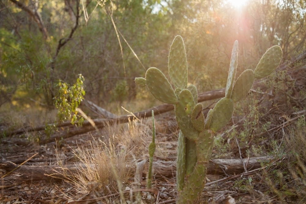 Prickly pear weeds in bushland with sunray shining over them - Australian Stock Image