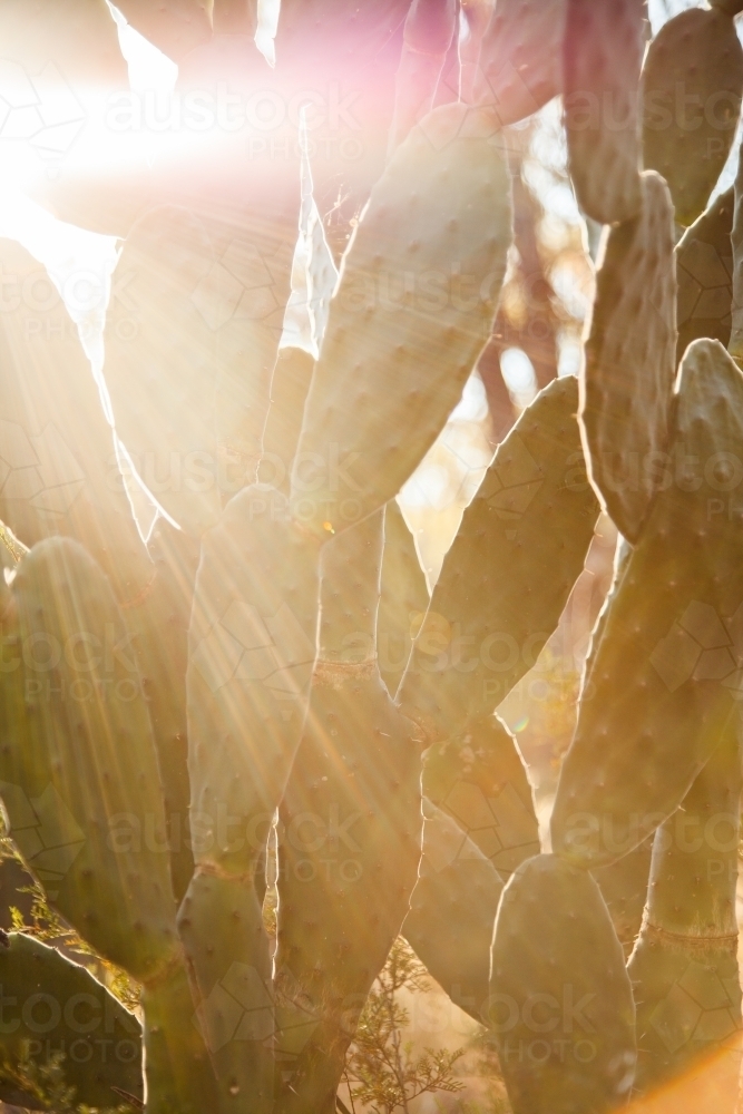 Prickly pear weeds in bushland with sunray shining over them - Australian Stock Image