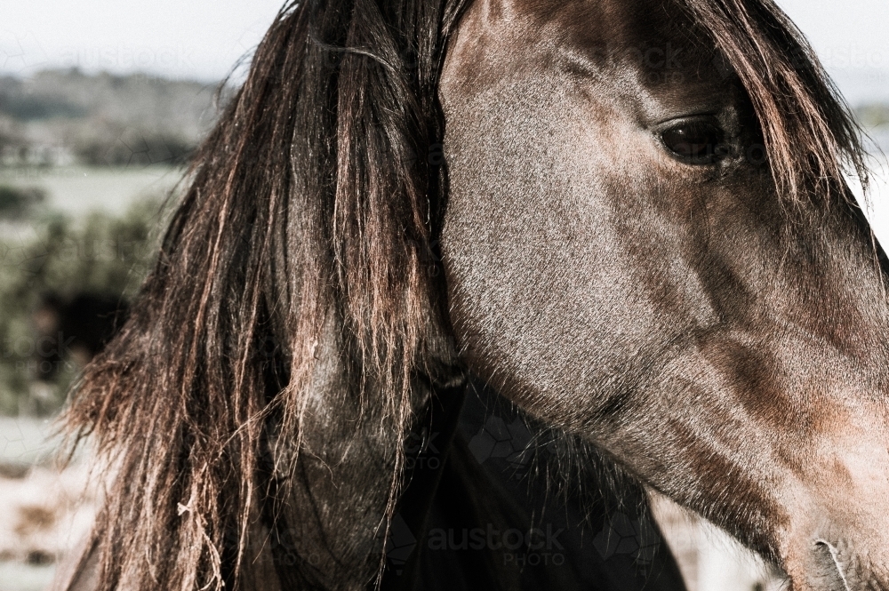 Profile horse head close-up - Australian Stock Image