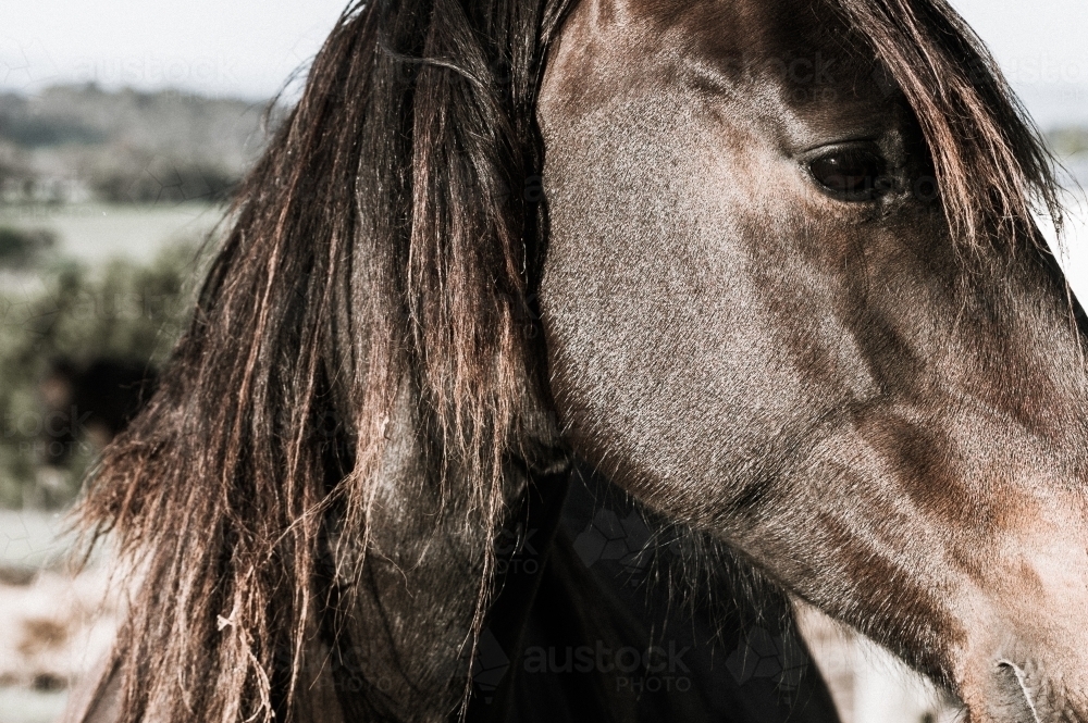 Profile horse head close-up - Australian Stock Image