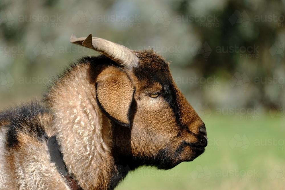 Profile of a Brown Goat - Australian Stock Image