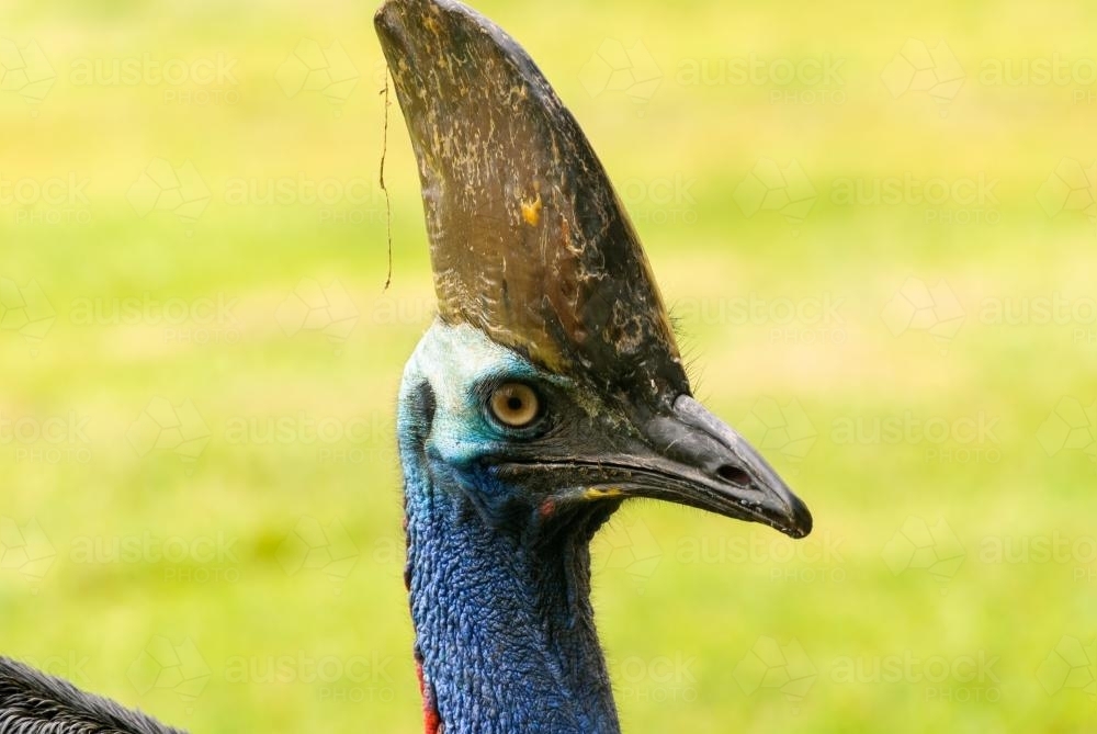 Profile of a cassowary - Australian Stock Image
