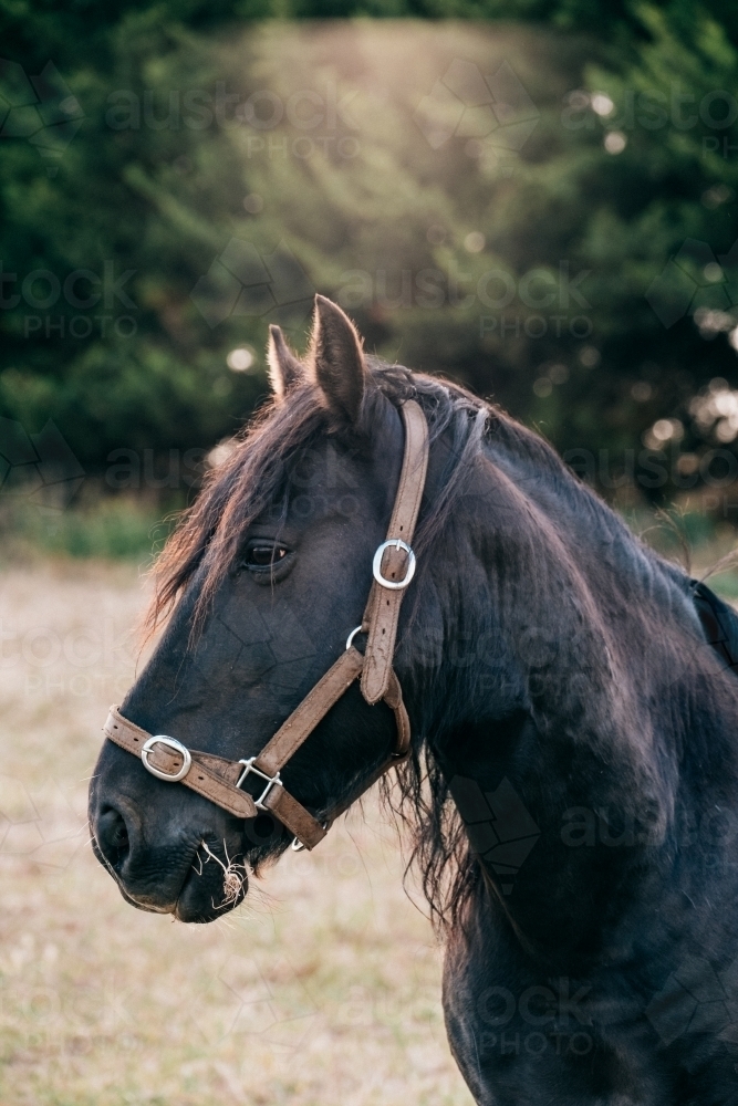 Profile of a dark horse in the paddock. - Australian Stock Image