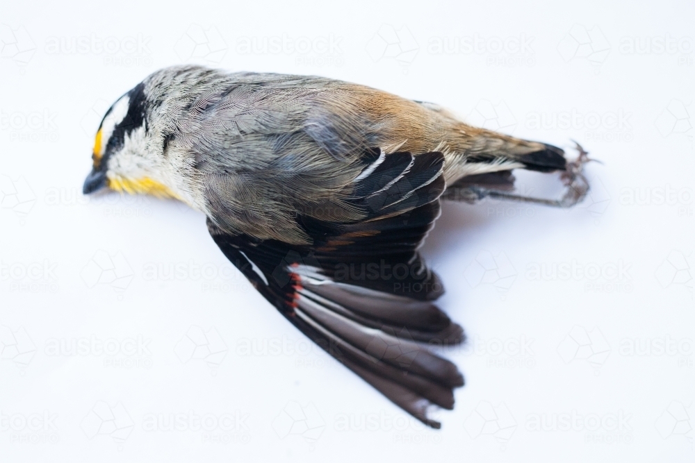 Profile of a dead small bird - Australian Stock Image