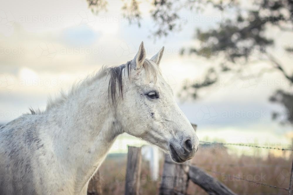 Profile of a grey horse at sunset - Australian Stock Image