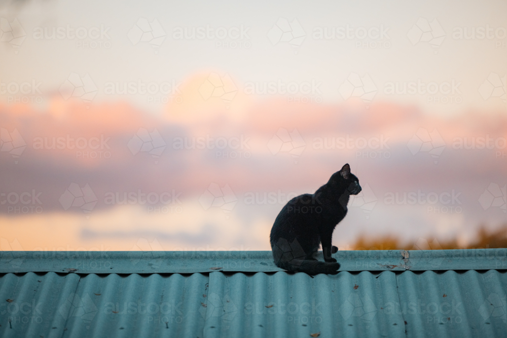 Image of Profile of black cat sitting on tin roof at sunset - Austockphoto