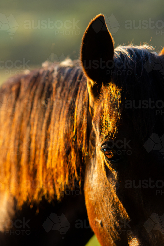 Profile of brown horse face and neck at sunset - Australian Stock Image