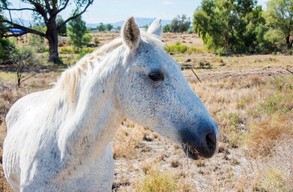 Profile of white speckled horse standing in field. - Australian Stock Image