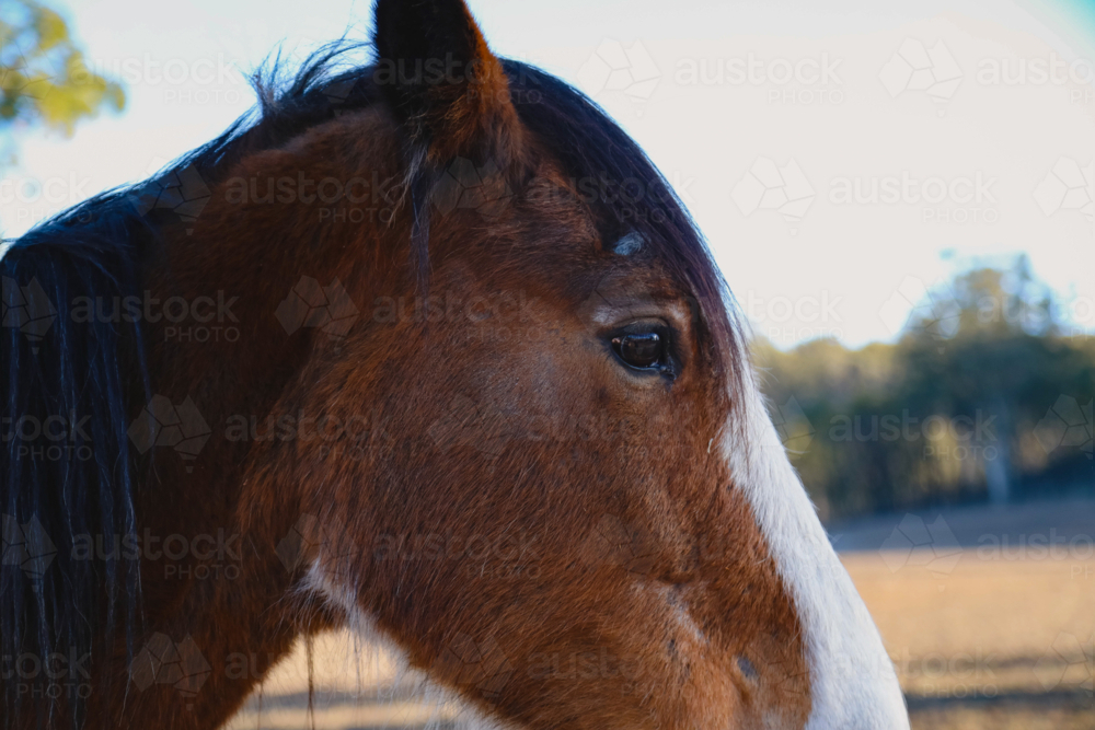 Profile view of brown horse with white stripe in sunlit field close up - Australian Stock Image