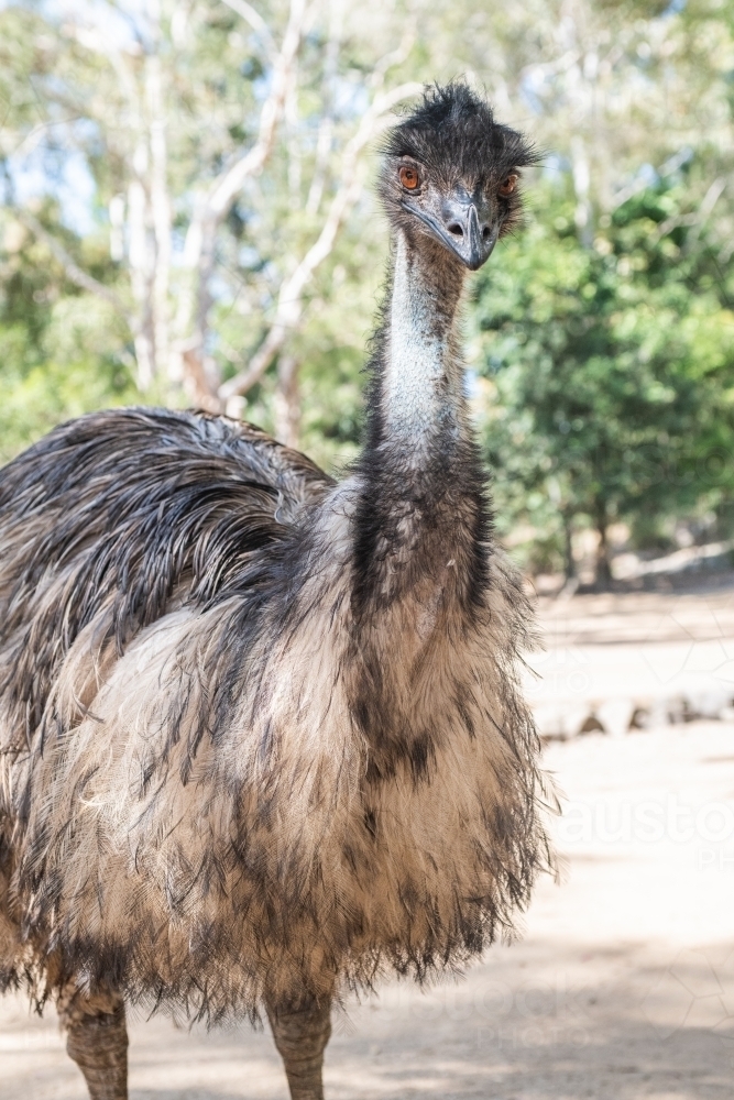 Profile view of emu - Australian Stock Image