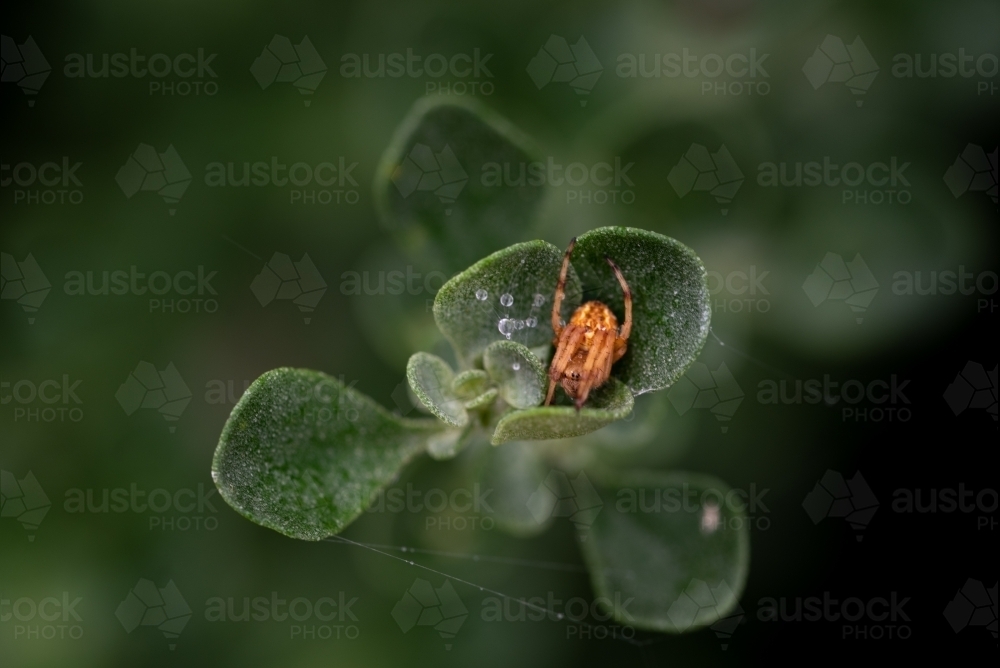Prostanthera rotundifila with spider in rain - Australian Stock Image