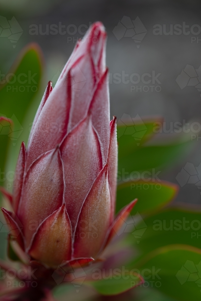 Protea flower closed - Australian Stock Image