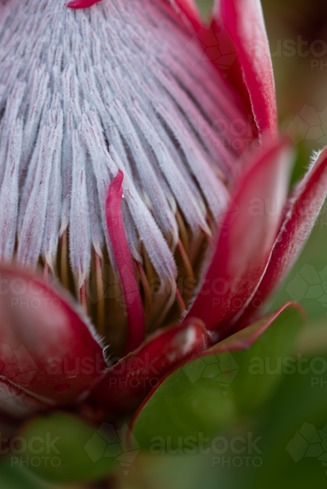 Protea flower open - Australian Stock Image