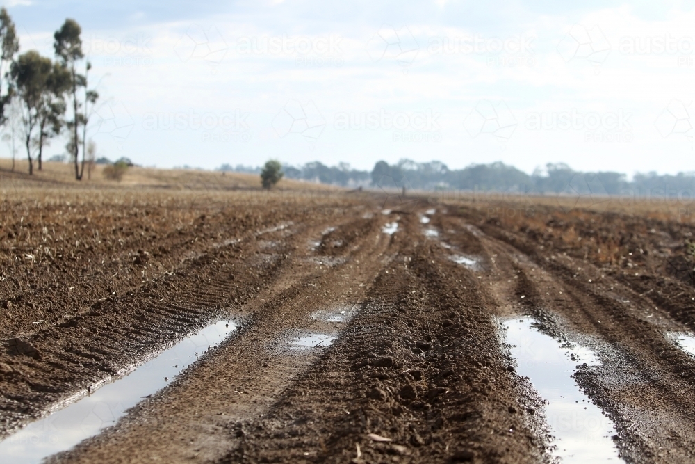 Image of Puddles in cropping paddock - Austockphoto