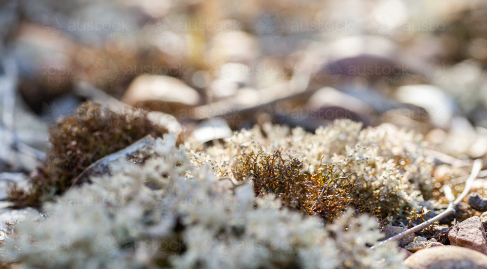 Pulchrocladia retipora coral lichen growing in Australian bushland among stones - Australian Stock Image