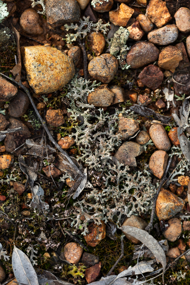 Pulchrocladia retipora coral lichen growing in Australian bushland among stones - Australian Stock Image